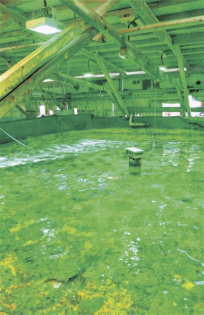 魚の成長を早める「緑色ＬＥＤ」