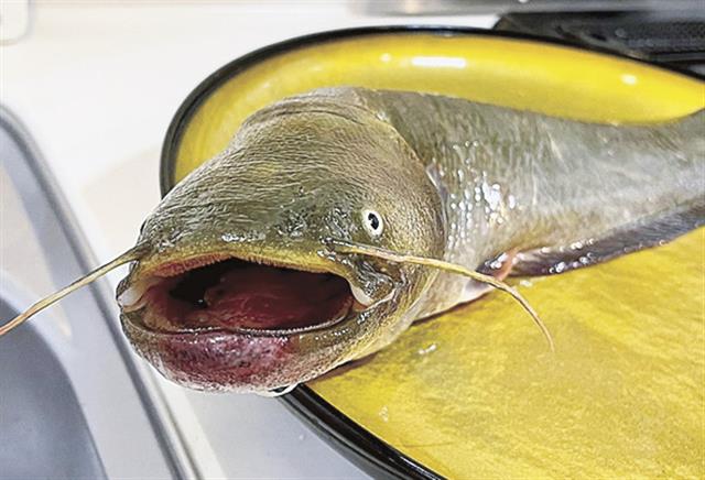 売り場づくりのヒントに 魚の新歳時記・7月 : 日刊水産経済新聞