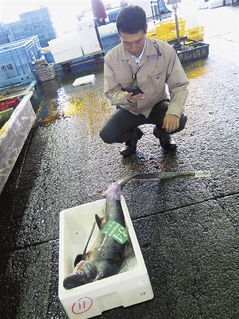 水産市場の朝。見慣れない魚があると撮影して魚種を同定する山田さん