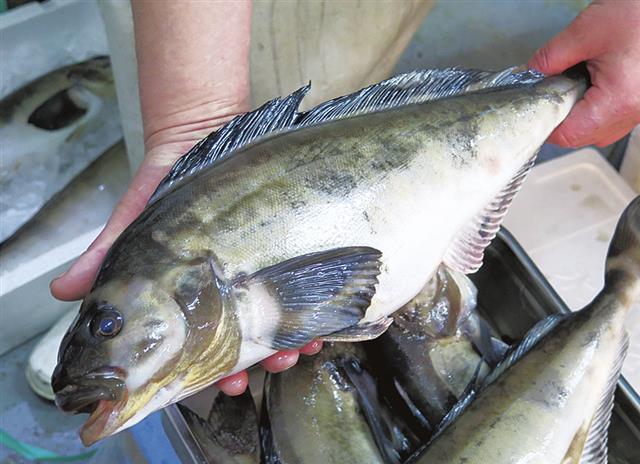 圧倒的なフォルムの北海道・寿都産「横綱ホッケ」