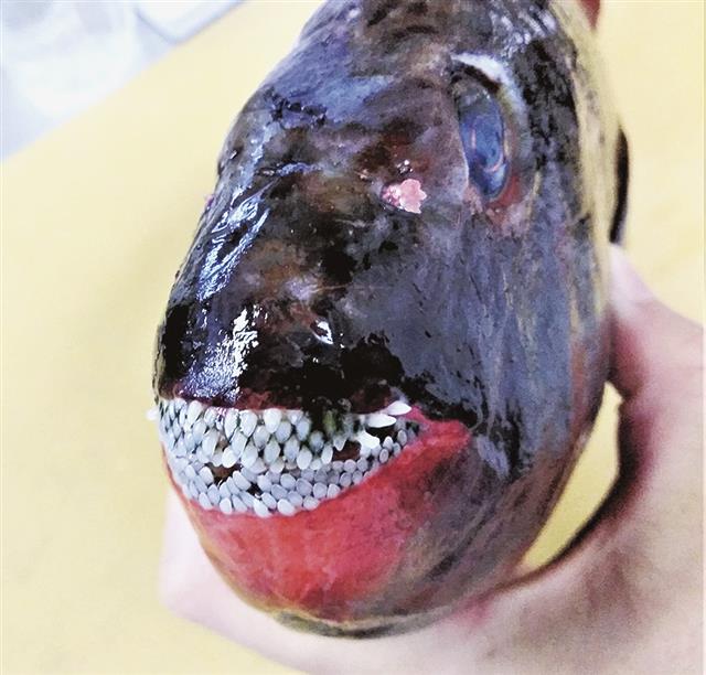 ブダイは特有の前歯で岩に付着した藻類も削って食べる