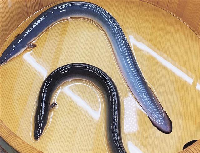 メスウナギは身も皮も軟らかいサインの「青うなぎ」になりやすい（一色うなぎ漁協提供）