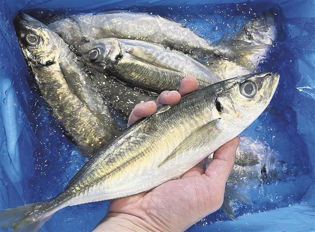 マアジ（スズキ目アジ科マアジ属）