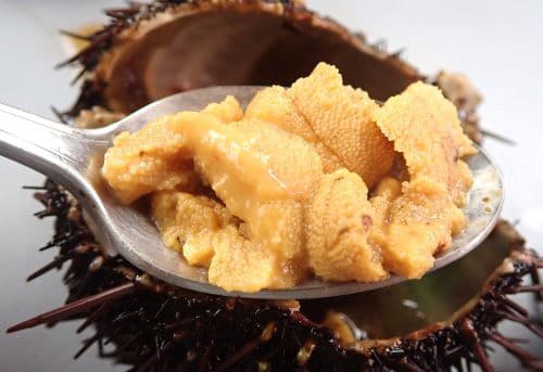 生アカウニ　©ぼうずコンニャク