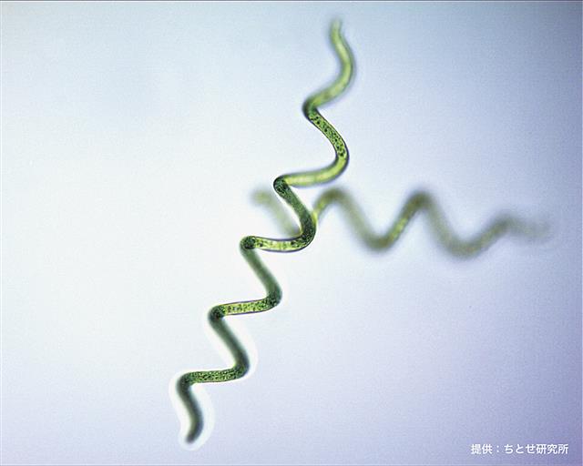 スピルリナ（ちとせ研究所提供）