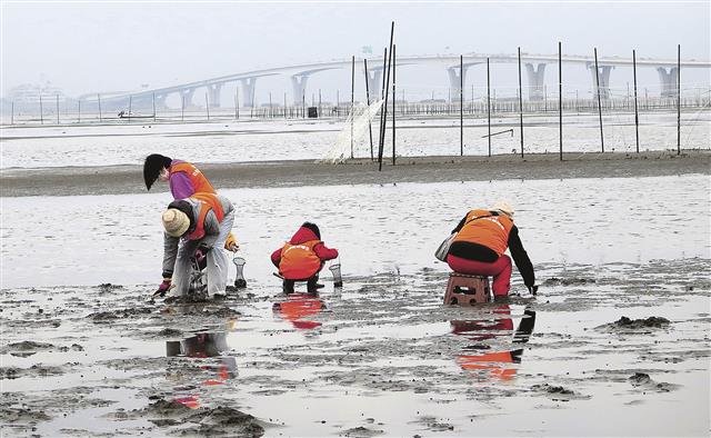漁協が運営する金田みたて海岸（潮干狩り場）からはノリの支柱柵も見える