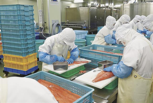 加工場内では丁寧な骨取り作業