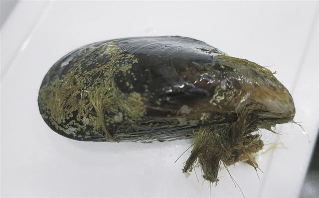 写真は日本在来種のイ貝。郷土料理「いがい飯」などで食べられており、ムール貝食をさらに広めるヒントにも